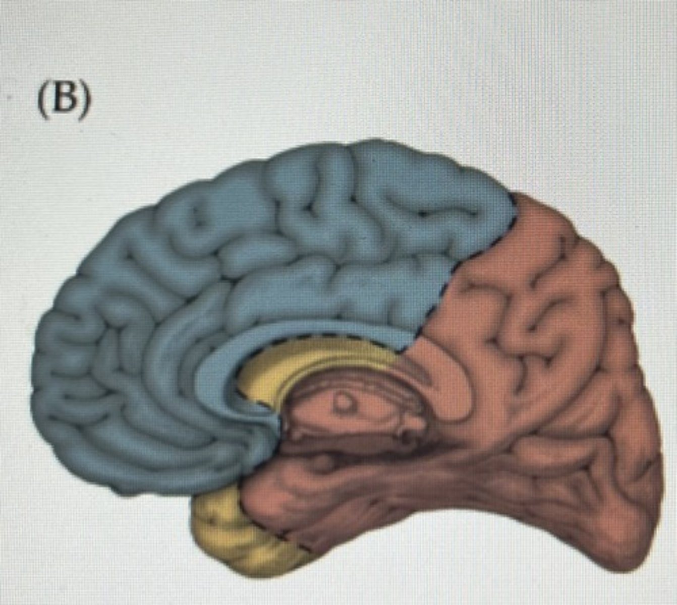 <p>blue = anterior cerebral artery</p><p>yellow = middle cerebral artery</p><p>redish = posterior cerebral artery</p><p>right side</p>