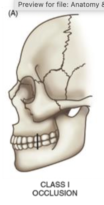 <ul><li><p>normal orientation of mandible and maxillae - few millimeters of overbite</p></li></ul><p></p>