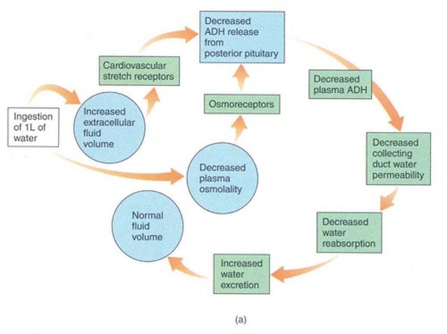 <p>Physiological drive to consume water.</p>