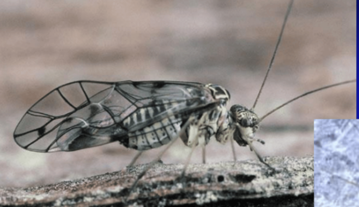 knowt flashcard image