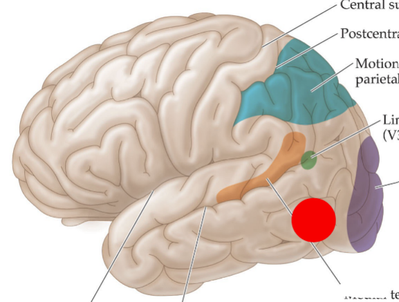 <p>selective for motion in a particular direction</p><p>directionally tuned</p>