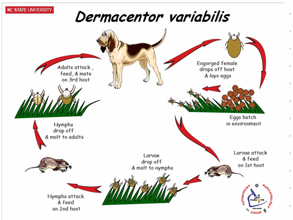 <p><strong><em>Dermacentor pictus</em><span data-name="beetle" data-type="emoji">🪲</span> </strong></p><p>Order: Ixodida, fam. Ixodidae</p><ul><li><p>Hard Ticks - Ornate sheep tick</p></li><li><p><strong>Temporary parasites</strong>: Feed once per molt</p></li></ul><p><span data-name="mag" data-type="emoji">🔍</span> Morphology</p><ul><li><p><strong>Scutum</strong> on dorsal surface</p></li><li><p><strong>Haller's organ</strong> on the first pair of legs (detects CO2 and heat)</p></li><li><p><strong>Stigmata</strong>: Respiratory opening behind the last pair of legs, leading to trachea</p></li><li><p><strong>Grooves and festoons</strong>: Genital pores located anterior-ventrally</p></li><li><p><strong>Anus</strong>: ventrally</p></li><li><p>Colorful = ornate ticks</p></li><li><p><strong>Gnathosoma</strong>: mouthparts</p></li></ul><p><span data-name="dna" data-type="emoji">🧬</span> Life Cycle (LC)</p><ul><li><p class="text-primary-foreground"><em>I. ricinus</em>: 3 years</p></li><li><p class="text-primary-foreground">Hemimetabolous (incomplete metamorphosis)</p><ol><li><p>Egg</p></li><li><p>Larvae (3 pairs of legs, no spiracle)</p></li><li><p>Nymph (4 pairs of legs, has spiracle, but no gonopore)</p></li><li><p>Adult (4 pairs of legs, has spiracle and gonopore)</p></li></ol></li></ul><p><span data-name="microbe" data-type="emoji">🦠</span> Vector</p><ul><li><p class="text-primary-foreground"><em>Ixodes ricinus</em></p><ul><li><p class="text-primary-foreground"><em>Babesia</em></p><ul><li><p><em>B. divergens</em></p></li><li><p><em>B. canis</em></p></li></ul></li><li><p class="text-primary-foreground">Lyme disease</p></li></ul></li></ul><p><span data-name="pill" data-type="emoji">💊</span> Treatment</p><ul><li><p>Spot-on, spray, Bravecto</p></li></ul><p></p>
