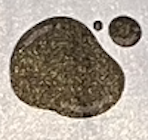 <p>black</p>