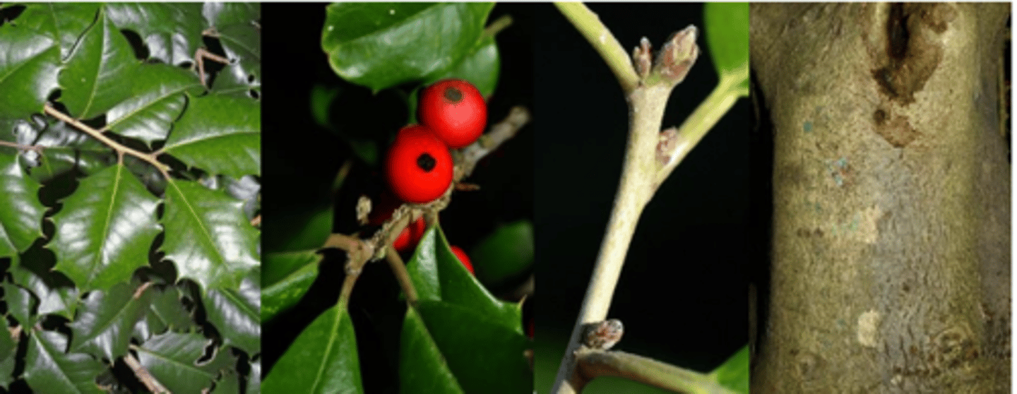 <p>Leaves: Alternate; evergreen, thick leathery, egg-shaped to widest in the middle. Margin with large, sharp, spine-tipped teeth, tip pointed; upper surface dark green, dull. Lower surface paler green, smooth to somewhat hairy. Short leaf stalk</p><p>Twigs: Stout, green to light brown/gray; covered with fine rust-colored hairs when young, smooth later</p><p>Trunk: Bark light or dark gray, thin smooth or with small, wart-like projections; woody ivory white to pale brown</p><p>Fruit: October. Berry-like, rounded to egg-shaped, bright red, rarely yellow or orange, ¼-½" long, seeds 4.</p><p>Flowers: May-June, in short stalked clusters, male and female flowers either on separate trees or both on same tree</p><p>Form/Silvics: Small to medium sized evergreen tree. Up to 50 feet tall, with short, crooked branches and a rounded or pyramidal crown. Fruit is considered poisonous. Occurs naturally only in southeastern Missouri on the lower slopes and edges of Crowley's Ridge on sandy-gravelly soils that remain moist from seepage.</p>