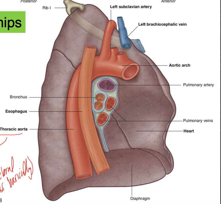 <p>see indentations from the thoracic aorta and aortic arch, and from the esophagus </p>