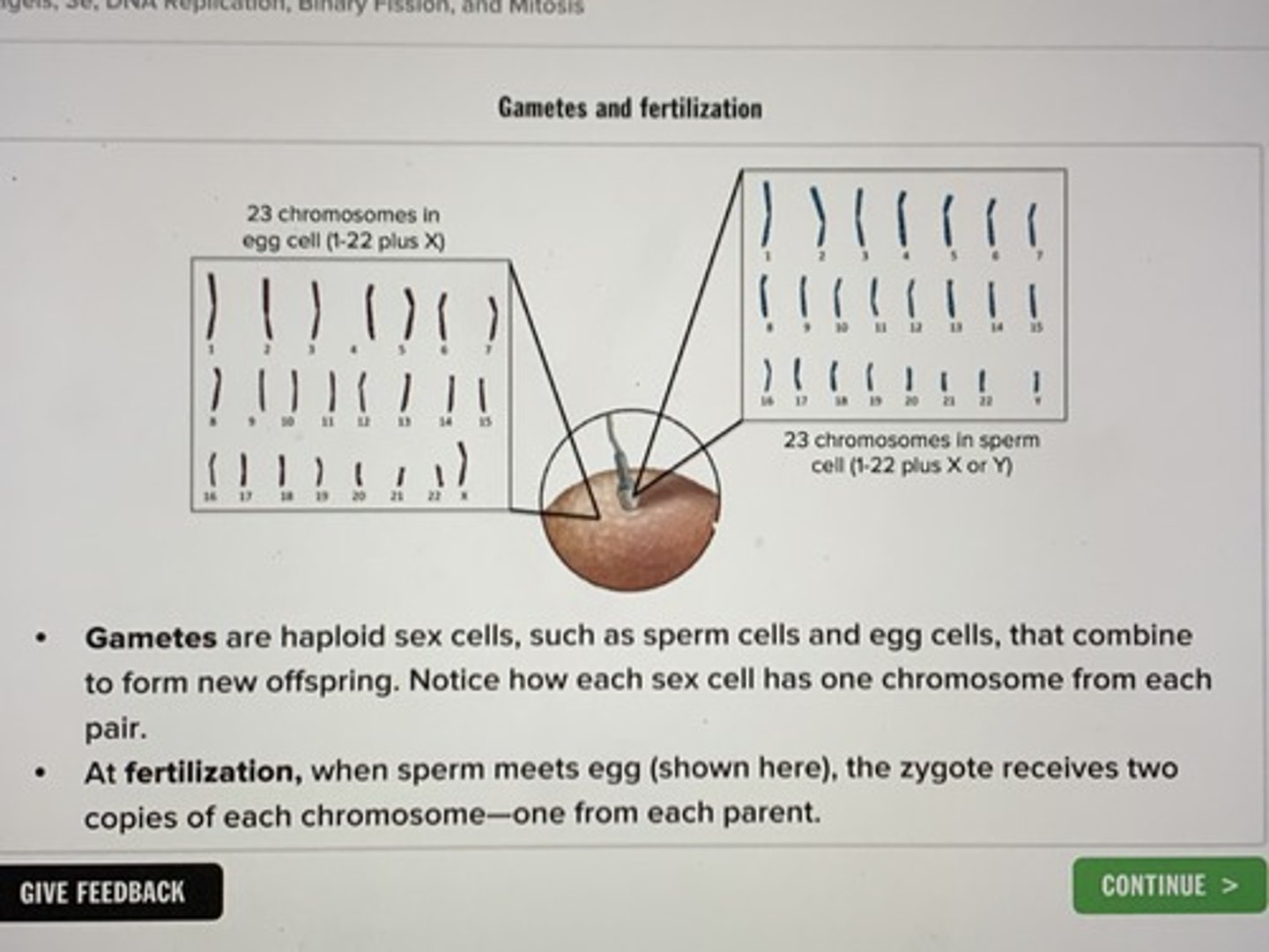 <p>fertilization</p>