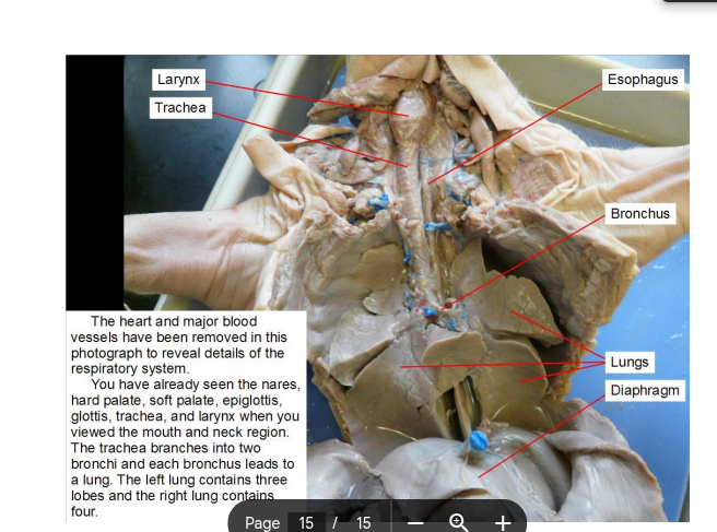<p>allow passage of inspired and expired air into and out of the lung</p>