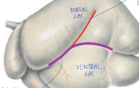 <p>what groove is the purple line?</p>