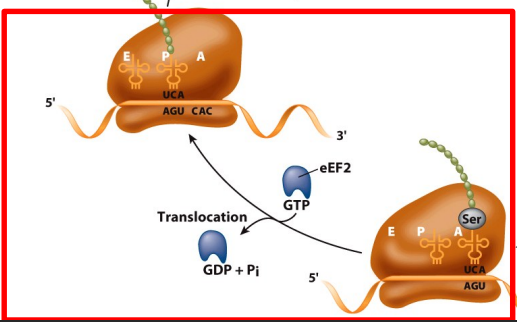 <ul><li><p><strong>Peptidyl transferase </strong>activity transfers a growing polypeptide chain from peptidyl-tRNA in the P site to an amino acid esterified with another tRNA in the A site.</p></li><li><p>After the tRNAs and mRNA are translocated and the next codon is moved to the A site, the process is repeated.</p></li><li><p>Mediated by eEF2; requires GTP hydrolysis.</p></li></ul><p></p><p>translocation need 1 GTP faci</p><p><img src="blob:null/cbbf0abf-f764-4539-af21-9aee171e8712"></p><p></p><p></p><p>A = where oi</p>