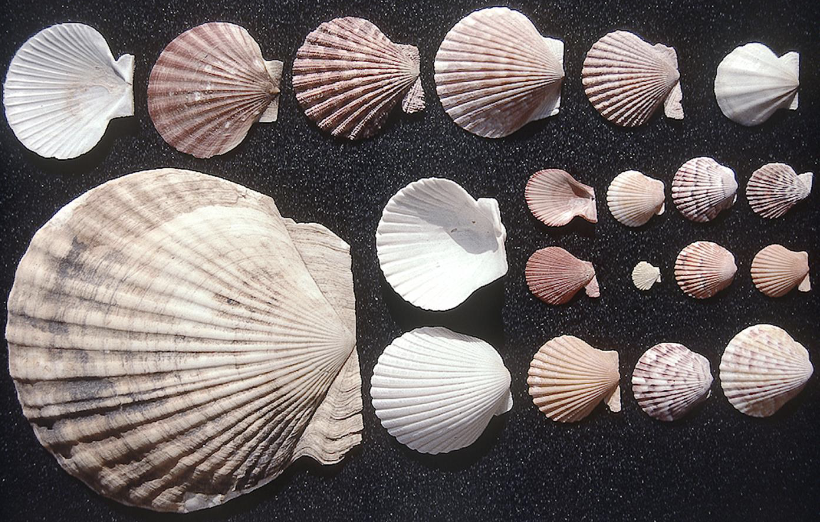 <p>What phylum, class, subclass, infraclass and order are these? What is their habitat and feeding?</p>