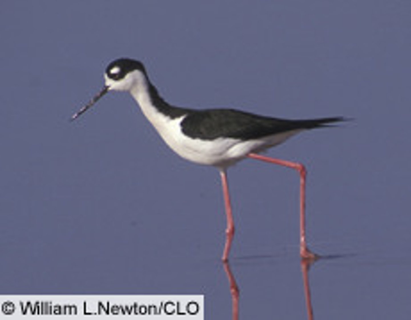 <p>Charadriiformes</p><p>Recurvirostridae</p>