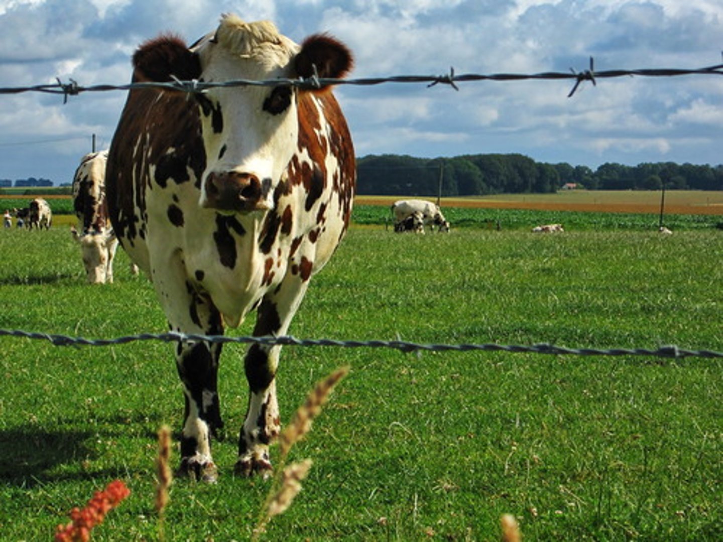 <p>the idea that cattle can be grazed on large tracts of public and/or private property; invention of barbed wire ended this idea and drove many small cattle ranches out of business and off their small plots of land</p>
