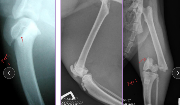 <ul><li><p>Young animals, open growth plates</p></li></ul><p></p><img src="https://knowt-user-attachments.s3.amazonaws.com/c8793934-9bd3-4700-b39d-b4c4bd0afd69.png" data-width="100%" data-align="center"><img src="https://knowt-user-attachments.s3.amazonaws.com/47d39a53-0038-4f9b-875e-dff2f6346361.png" data-width="50%" data-align="center"><p></p>