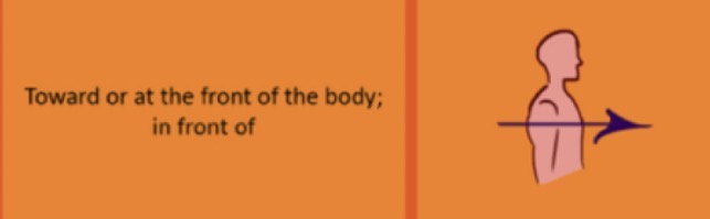 <p>refers to the front or forward part of the body. </p>