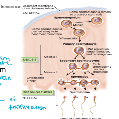 <ul><li><p>spermatogonia (2n cells)</p><ul><li><p>mitosis</p><ul><li><p>photocopying</p></li><li><p>create population of diploid</p></li><li><p>too many chromosome to be sperm</p></li></ul></li></ul></li><li><p>1x primary spermatocyte (2n cell)</p><ul><li><p>meiosis I</p><ul><li><p>still have double genetic material </p></li><li><p>haploid</p></li></ul></li></ul></li><li><p>2x secondary spermatocyte (n cells)</p><ul><li><p>meiosis II</p><ul><li><p>segregate sister chromatids</p></li></ul></li></ul></li><li><p>4x spermatid (n cells )</p><ul><li><p>spermiogenesis</p><ul><li><p>sperm develop and acrosome and a flagellum</p></li><li><p>not mature yet</p></li><li><p>has to be able to swim and break egg membrane</p></li></ul></li></ul></li><li><p>4x spermatozoa (n cells)</p><ul><li><p>still haploid</p></li><li><p>mature now and capable of fertilization</p></li></ul></li><li><p><mark data-color="blue" style="background-color: blue; color: inherit">spermatogenesis produces 4 haploid spermatozoa from 1 diploid primary spermatocyte</mark></p></li></ul><p></p>