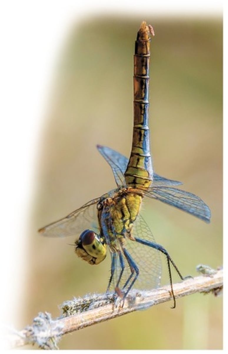 <p>insulation - hair and feathers, adipose tissue, blubber</p><p>circulatory adaptations - altering amount of blood flowing between body core and skin</p><p>cooling by evaporative heat loss - sweat glands, panting</p><p>behavioral responses - moving to warmer/cooler areas, dragonfly's "obelisk" posture to reduce surface area exposed to sunlight</p><p>adjusting metabolic heat production - shivering</p>
