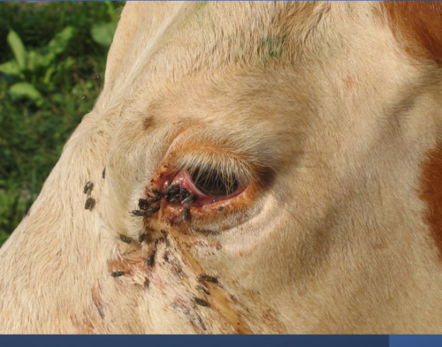 <p>What is the top differential for something being spread by face flies in this cow?</p>