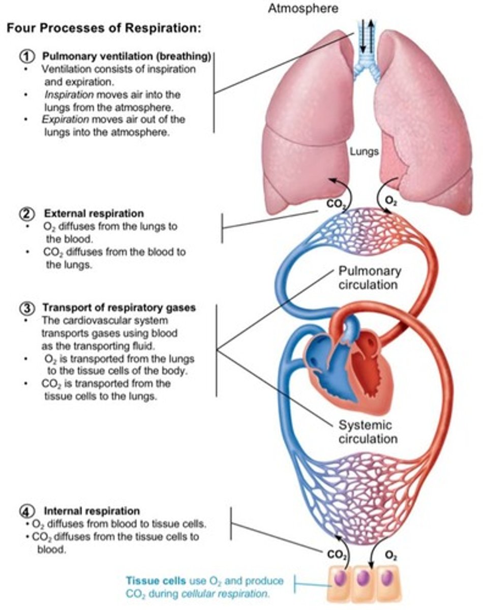<p>1. Pulmonary ventilation (breathing) 2. External respiration 3. Transport of gases in blood 4. Internal respiration.</p>