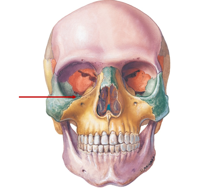 <p>Lower margin of eye socket</p>