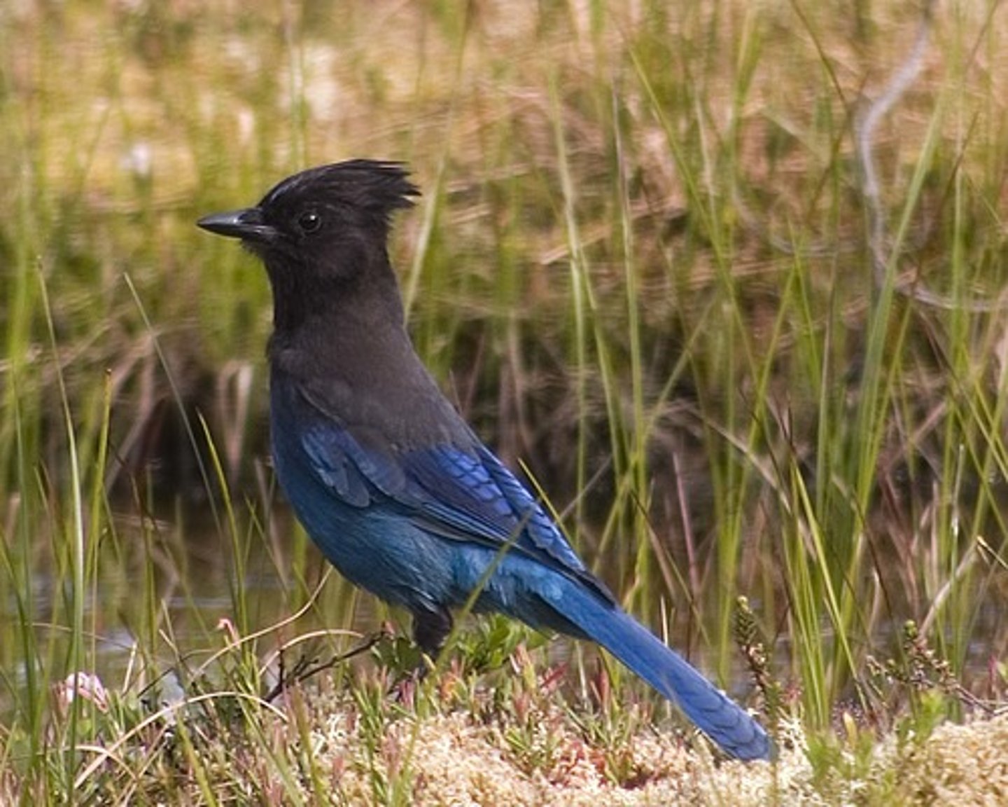 <p>Passeriformes</p><p>Corvidae</p>