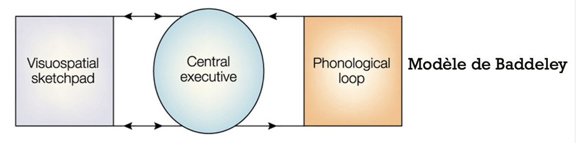 <ul><li><p>ensemble des processus permettant à un individu de réguler de façon intentionnelle sa pensée et ses actions afin d’atteindre ses buts </p><p>→ stratégies à mettre en place </p></li><li><p>ensemble de fonctions cognitives de haut niveau permettant de contrôler les activités quotidiennes </p><ul><li><p>inhibition </p></li><li><p>mise à jour en mémoire de travail </p></li><li><p>flexibilité mentale </p><p><span>⇒</span> fonctions de bases </p></li><li><p>planification </p></li></ul><p>→ la fonction principale des processus exécutifs est de contrôler / diriger <strong>l’attention</strong></p></li><li><p>ces buts, ces activités sont forcément représentés en mémoire de travail </p></li><li><p>“sert notamment à focaliser et diviser l’attention”</p></li><li><p>les fonctions exécutives ne sont pas complètement indépendantes les unes des autres </p></li><li><p>toute tâche vouée à tester l’une de ses composantes est “impure”</p><p>→ on test “plutôt” tel ou tel fonction</p></li><li><p>les tâches utilisées focalisant sur l’une des composantes mais ne sont pas purement liées à cette composante </p></li></ul><p></p>