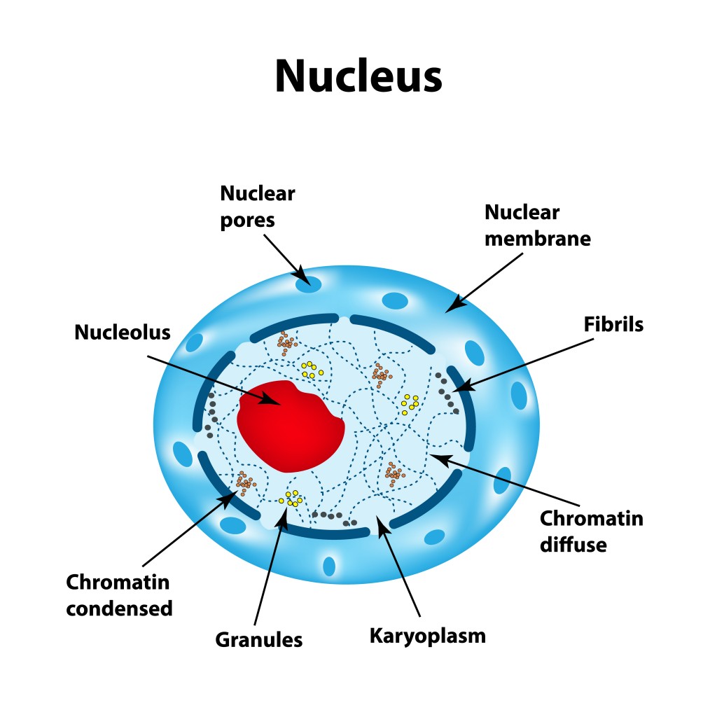 <ul><li><p>membrane bound organelle </p></li><li><p>stores genetic information</p></li><li><p>controls cell function</p></li></ul><p></p>