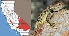 <p>Washington Co. • To 14cm SVL • Scales pointed, keeled, &amp; overlapping • Black wedge pattern on neck • Range • uniformis and magister are bigger than others • Used to be subspecies of magister</p>