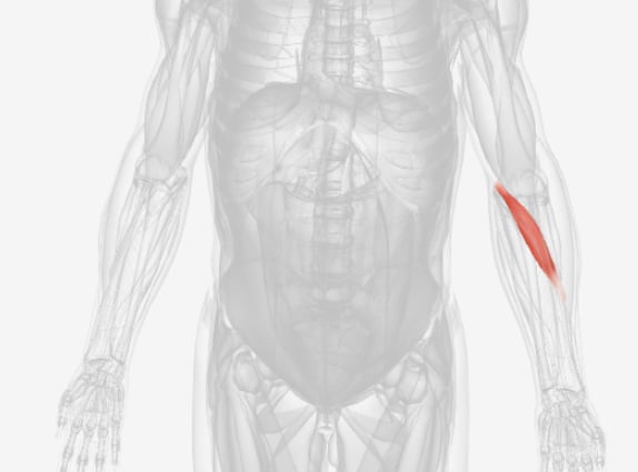 <p>what muscle is this?</p>