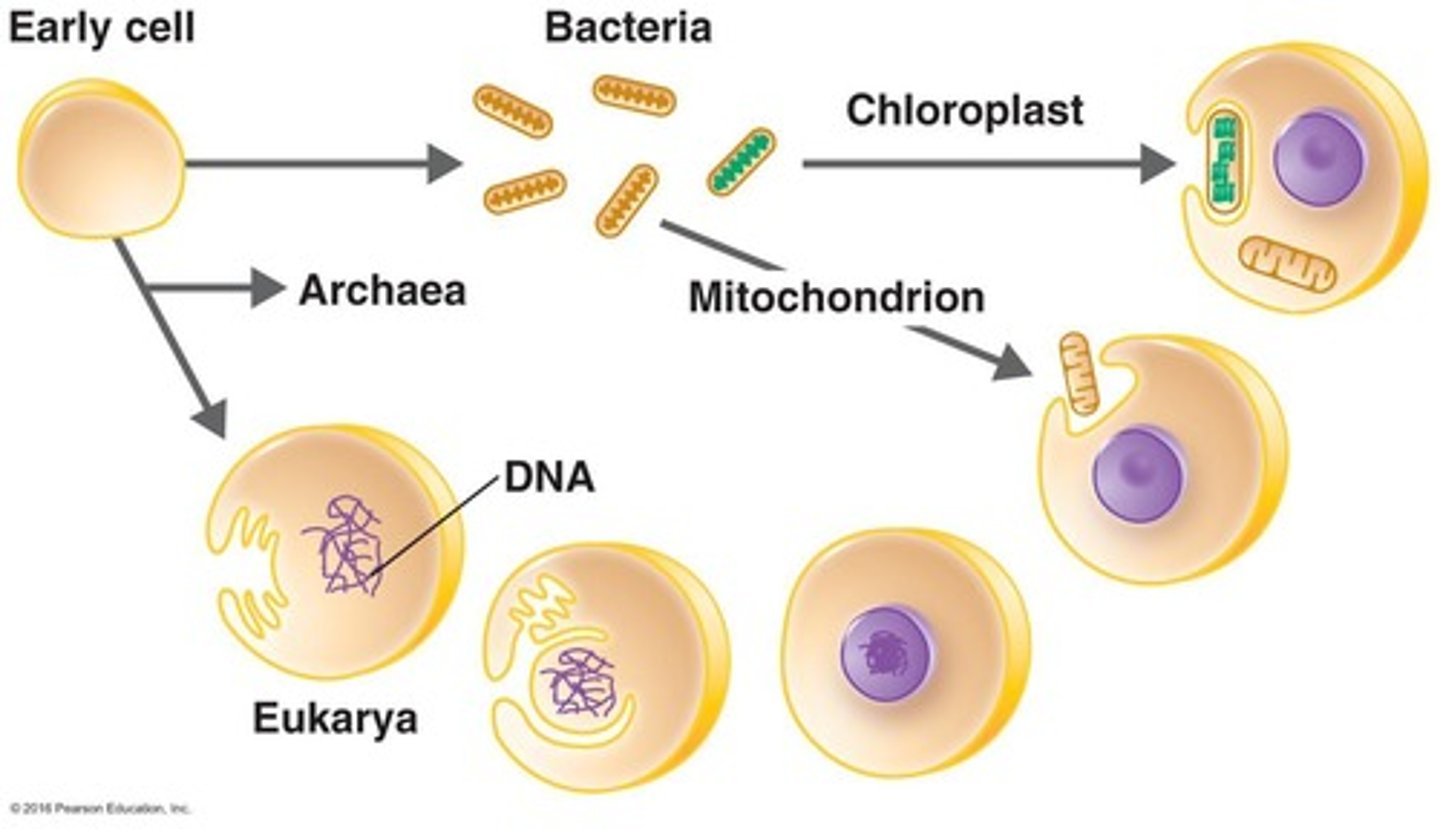 <p>Eukaryotes evolved from merging multiple prokaryotes.</p>