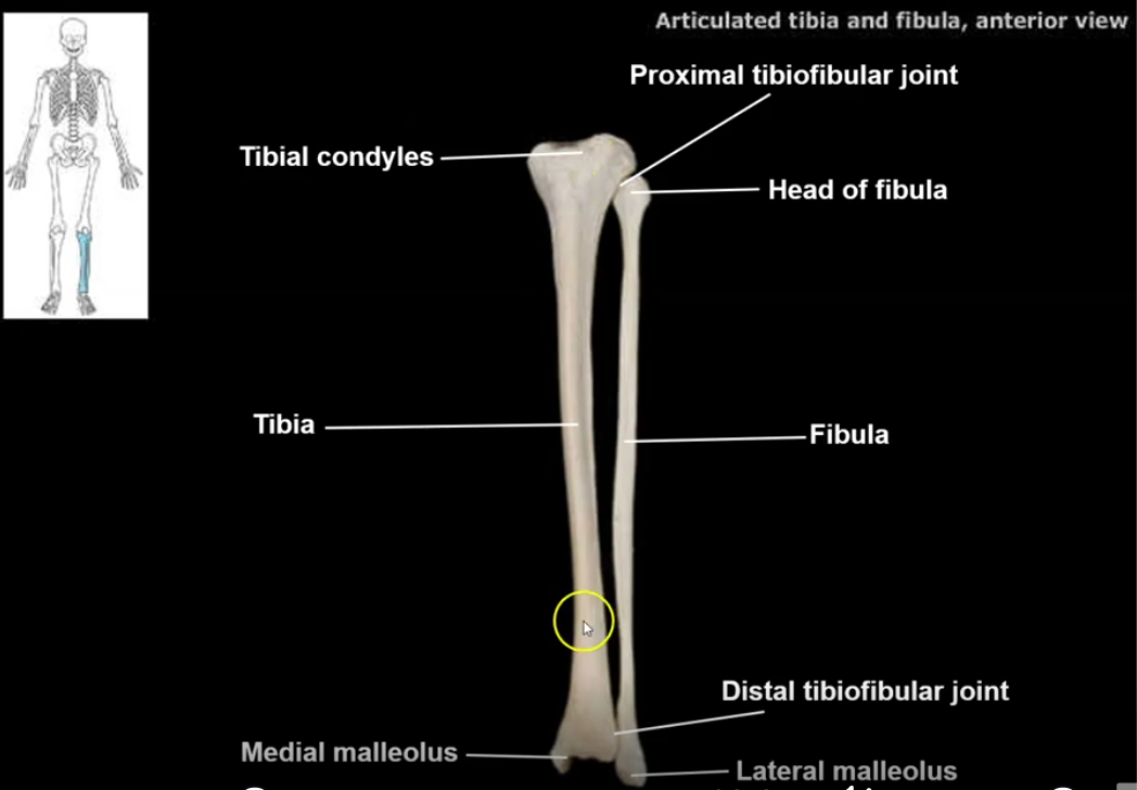 <p><strong>Fibula</strong> bone</p>