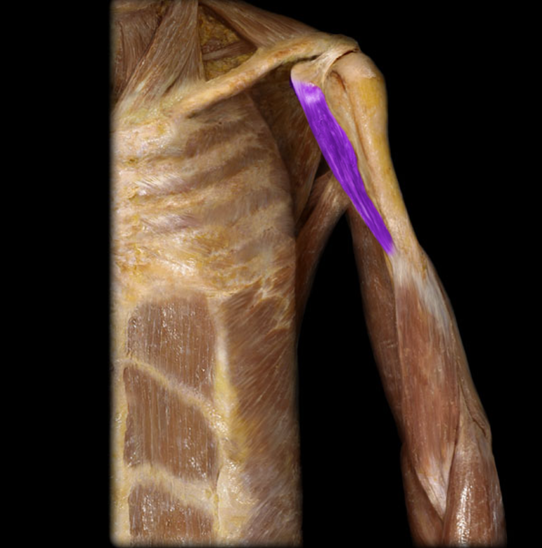 <p>Coracobrachialis</p>