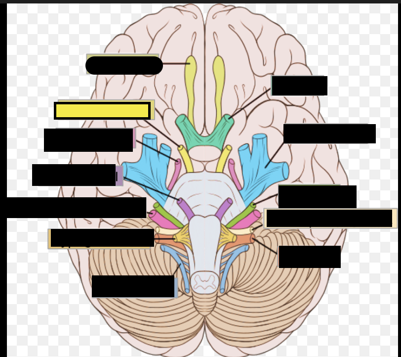 <p>III. Nerve that affects eye movement and pupil constriction</p><p></p>