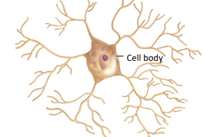 <ul><li><p>interneurons</p><ul><li><p>lacks an axon; processes are only dendrites that extend from cell body</p></li></ul></li></ul><p></p>