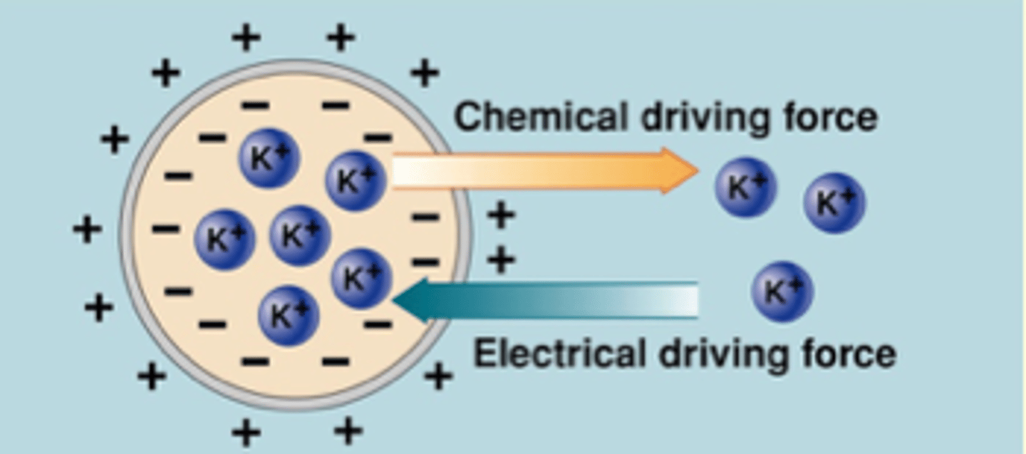 <p>Negative charge inside, but K+ is positive inside cell</p><p>**is synonymous with chemical driving force in the case of uncharged particles</p>