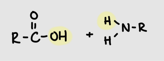 <p>Carboxyl group + amino groupR</p>