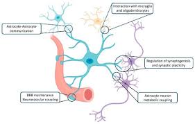 <p>most abundant type; variety of functions</p>