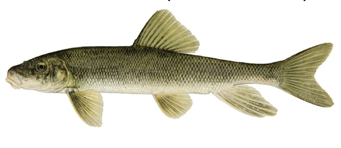 <p>catostomidae</p>