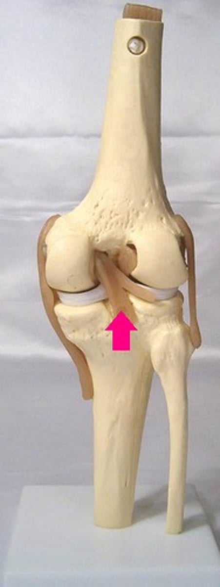 <p>Fx: prevents posterior displacement of tibia</p>