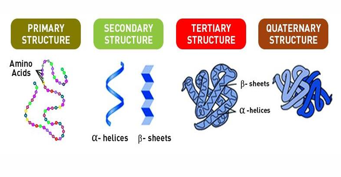 <ul><li><p>Primary structure</p></li><li><p>Secondary Structure</p></li><li><p>Tertiary structure</p></li><li><p>Quaternary structure</p></li></ul>