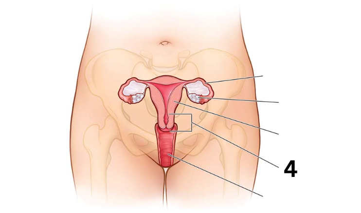 <p>Identity this female reproductive system (marked with 4)</p>