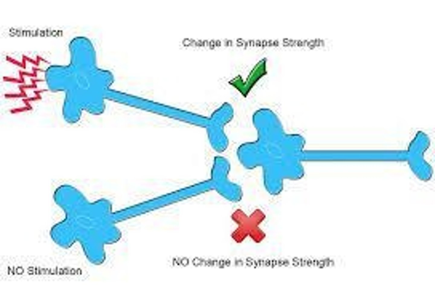 <p>Cells that fire together wire together.</p>