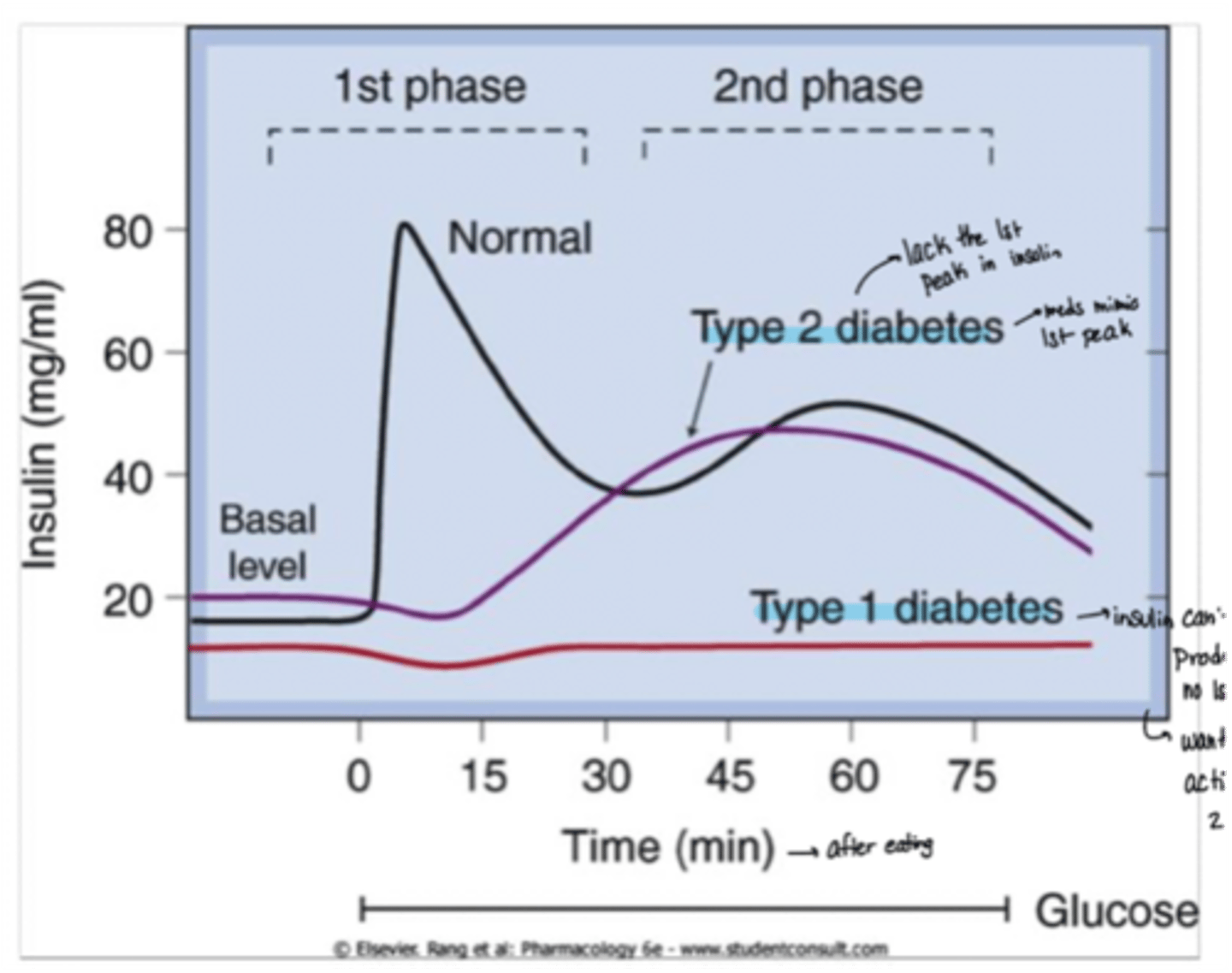 <p>·&nbsp;&nbsp;&nbsp;&nbsp;&nbsp; Normal: have a biphasic response</p><p>·&nbsp;&nbsp;&nbsp;&nbsp;&nbsp; Type 1 diabetes: no 1st or 2nd peak at all due to lack of insulin</p><p>·&nbsp;&nbsp;&nbsp;&nbsp;&nbsp; Type 2 diabetes: no 1st peak, only 2nd</p><p>o&nbsp;&nbsp; Need meds to mimic the 1st peak</p>