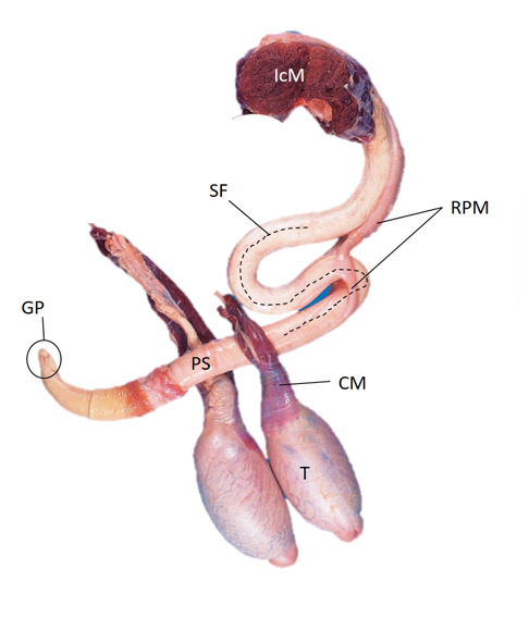 <p>Name the parts of the bull penis </p>