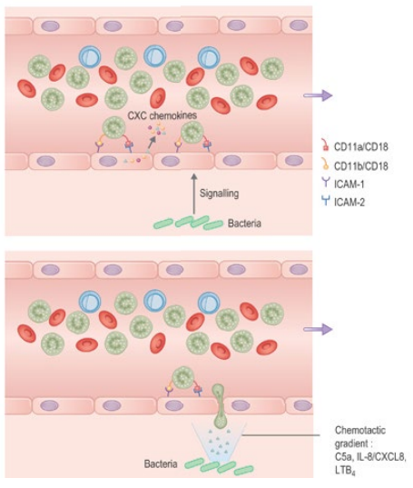 <p>In response to tissue distress signals (cytokines, e.g. TNF-α), endothelial cells express <strong>adhesion molecules (ICAMs)</strong> that make neutrophils bind tightly. <strong>Chemotaxins</strong> then guide neutrophils to <strong>cross endothelial junctions (diapedesis)</strong> and enter <strong>tissues toward the site of infection or injury</strong>.</p>