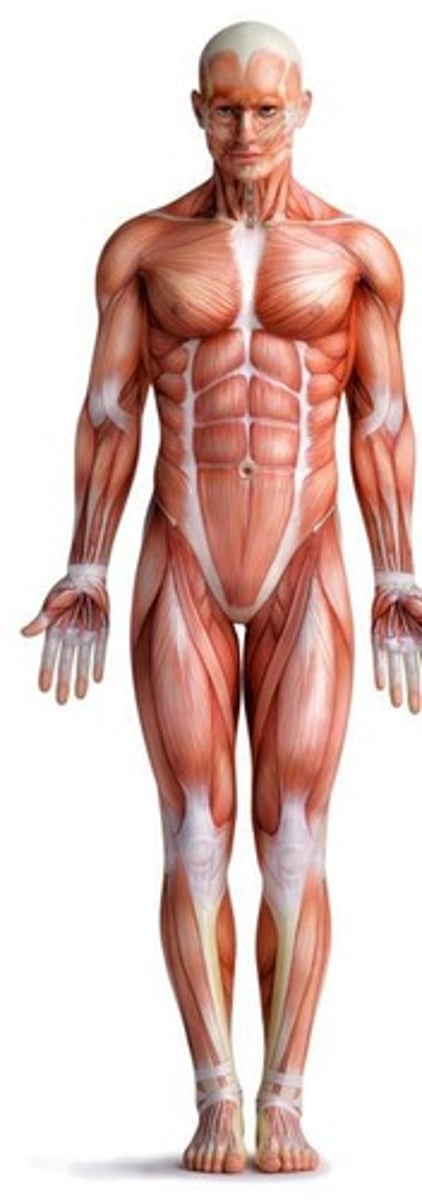 <p>Voluntary muscles that attach to bones.</p>