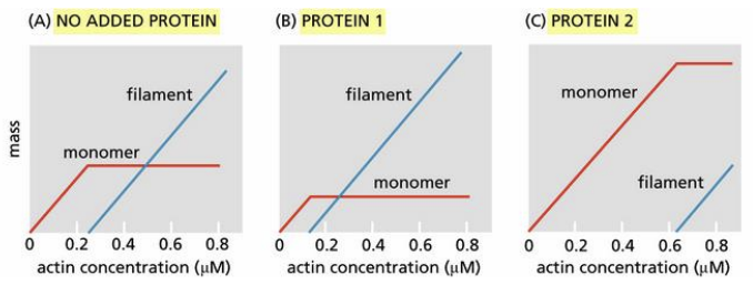 <p>You have two proteins that you suspect cap the ends of actin filaments. To determine whether they do and, if so, which protein caps which end, you measure filament formation as a function of actin concentration in the absence of either protein, in the presence of protein 1, and in the presence of protein 2 (see the figure). The mass of actin, as monomers or filaments, was determined at equilibrium</p><p></p><p>Which end of the actin filament is capped by protein 1? Which by protein 2?</p><p>A) Protein 1 caps the plus end; protein 2 caps the minus end.</p><p>B) Protein 1 caps the minus end; protein 2 caps the plus end.</p><p>C) Protein 1 caps the plus end; protein 2 caps the plus end.</p><p>D) Protein 1 caps the minus end; protein 2 caps the minus end.</p>