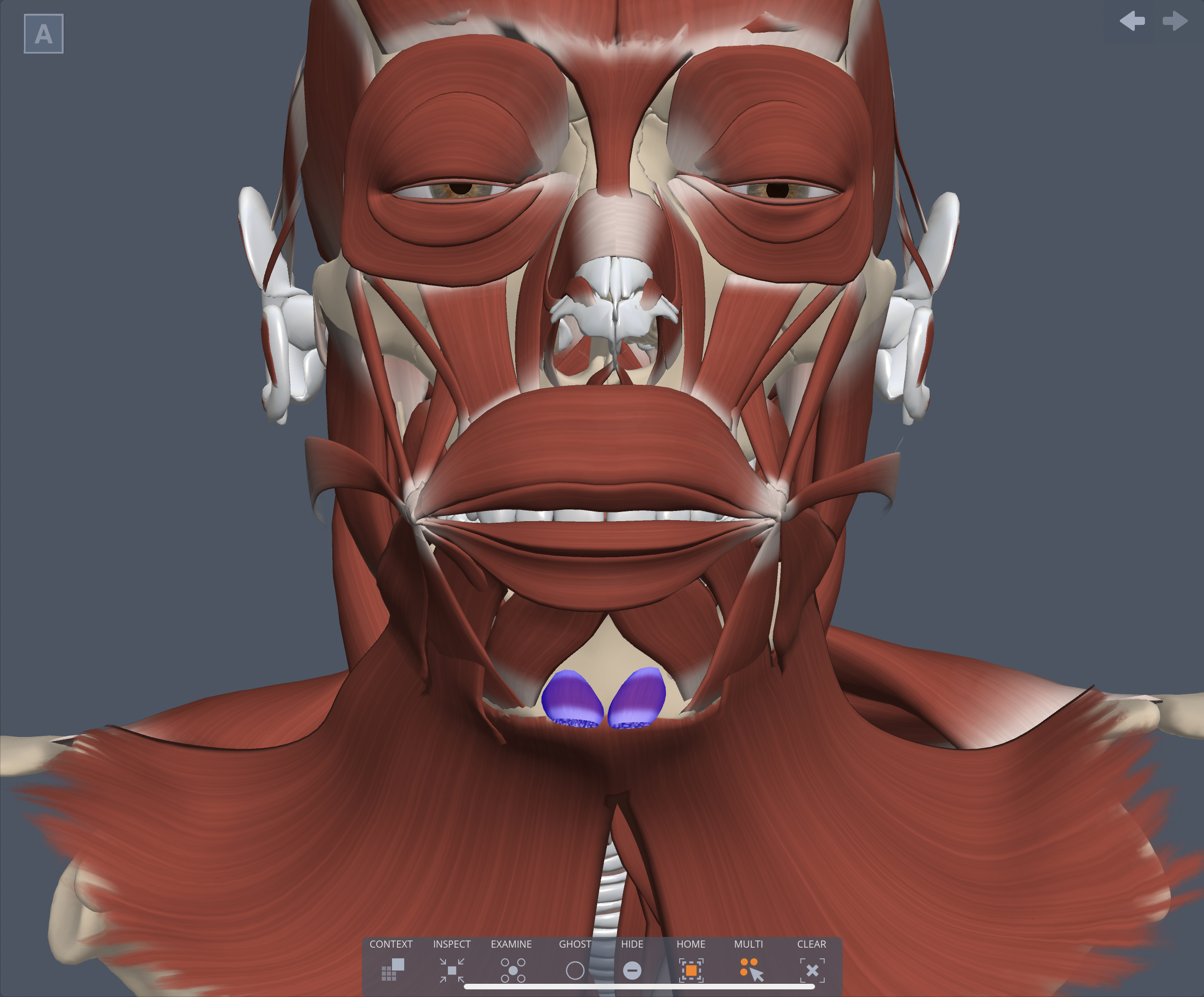 Innervation of Mentalis muscle