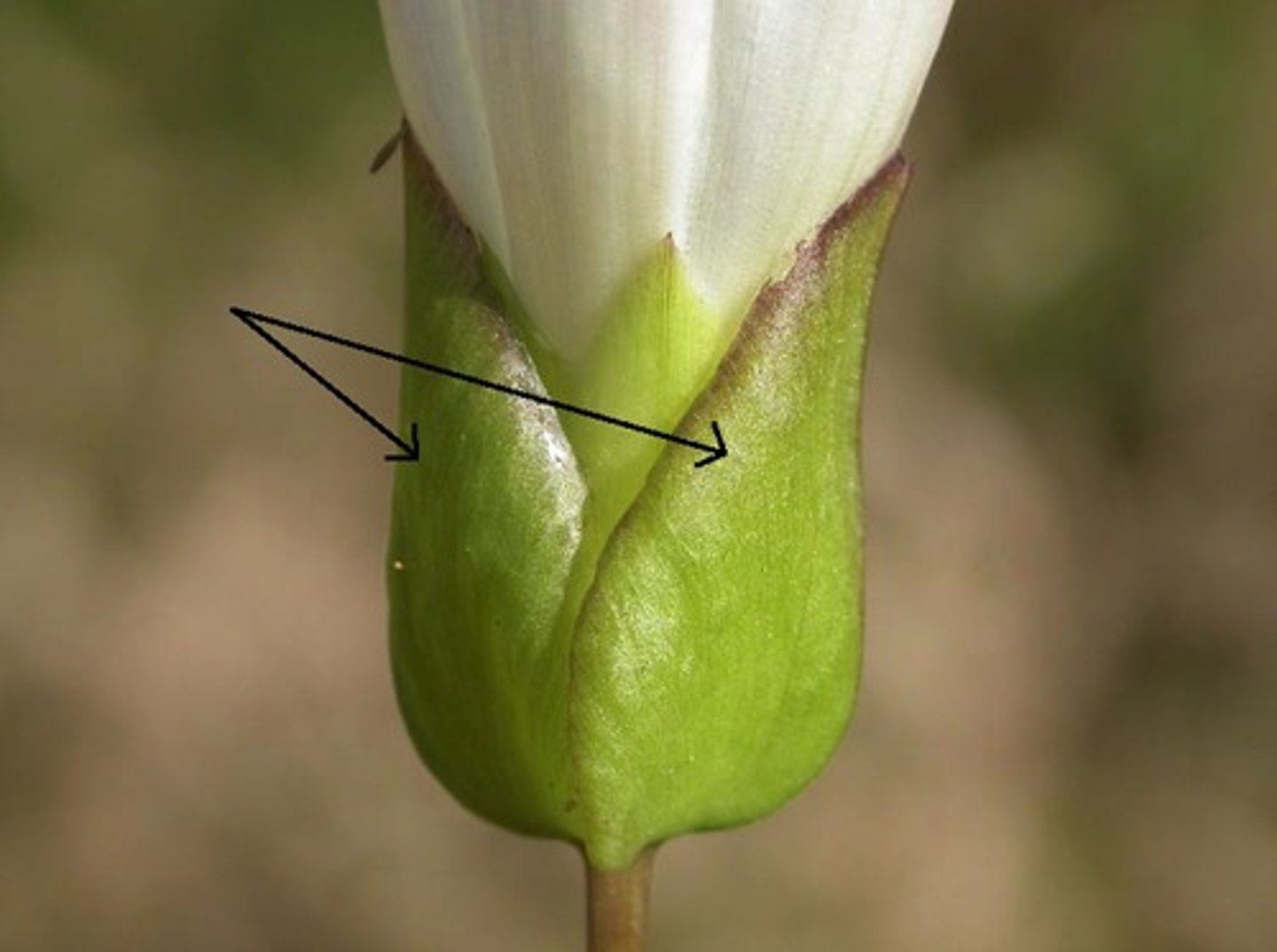 <p>A leaflike structure that encloses the bud of a flower.</p>
