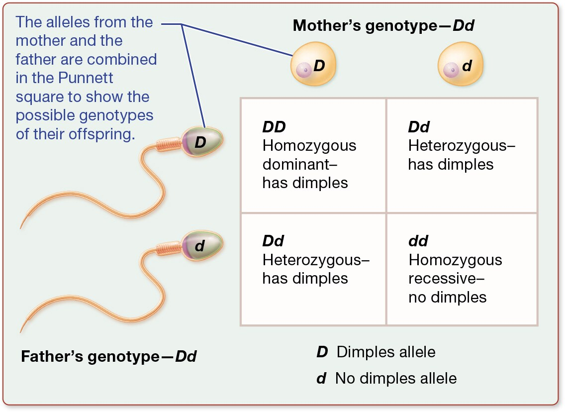 <p><strong>Complete Dominance of Alleles</strong></p><p>When one allele is completely dominant over another, it means that the dominant allele can mask or suppress the expression of the recessive allele in the phenotype. This occurs even if the individual has only one copy of the dominant allele. For example, if the allele for freckles (F) is dominant over the allele for no freckles (f), individuals with genotypes FF or Ff will have freckles, while only those with ff will not.</p><p><strong>Notation</strong></p><p>Alleles are typically represented by letters: capital letters for dominant alleles and lowercase letters for recessive alleles. For instance, in the case of dimples, 'D' represents the dominant allele for dimples, and 'd' represents the recessive allele for no dimples. The Punnett square below illustrates how these alleles combine:</p>