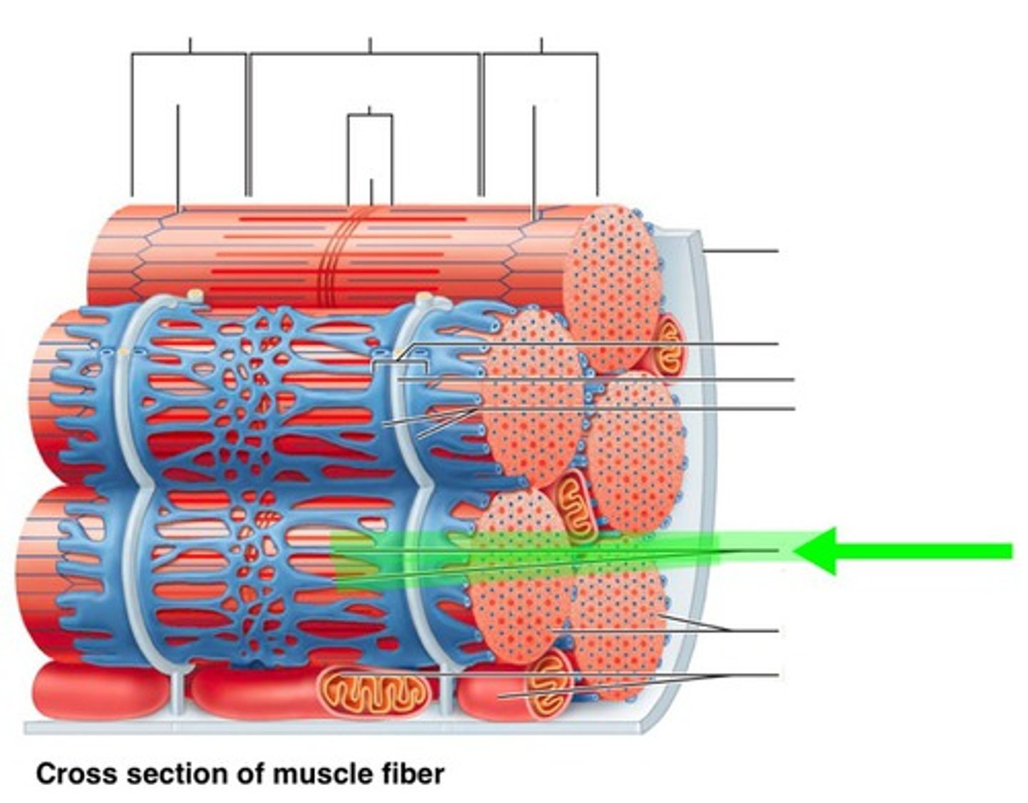 <p>the cytoplasm in a muscle cell</p>